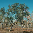 Image of Eucalyptus koolpinensis M. I. H. Brooker & C. R. Dunlop