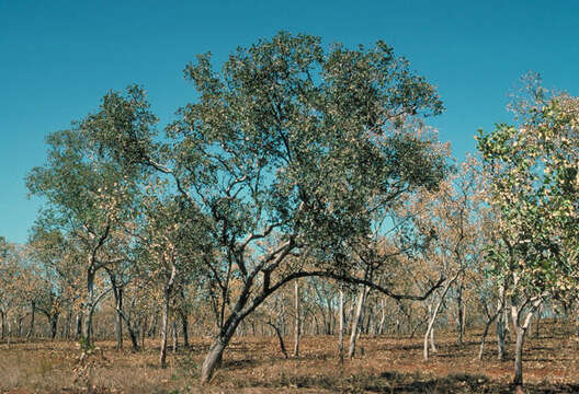 Image of Eucalyptus koolpinensis M. I. H. Brooker & C. R. Dunlop