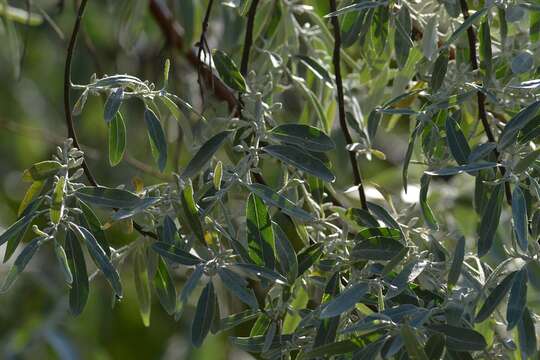 Plancia ëd Pyrus salicifolia Pall.