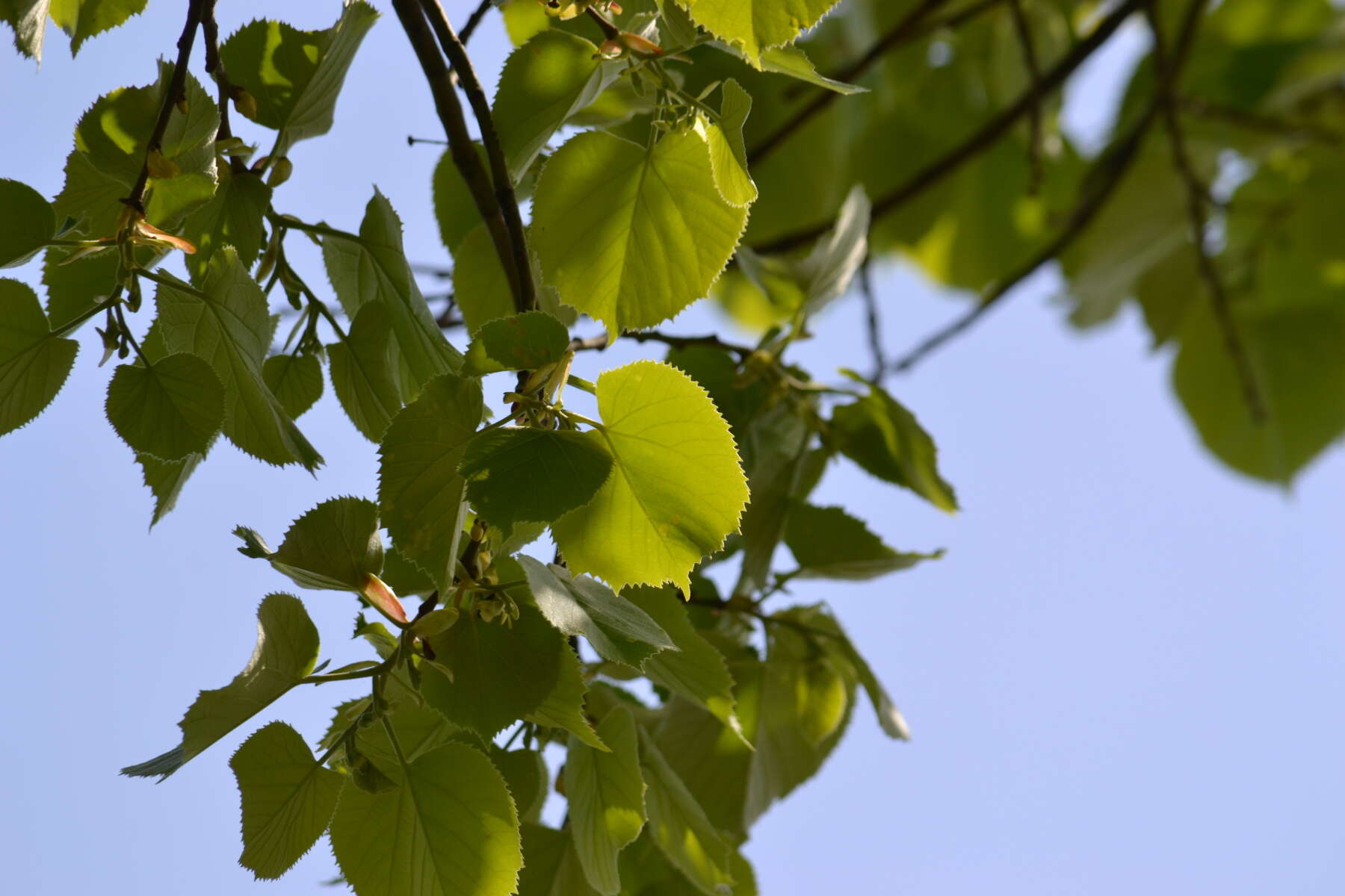 Image of Silver Lime