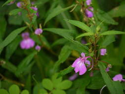 Image of spotted snapweed