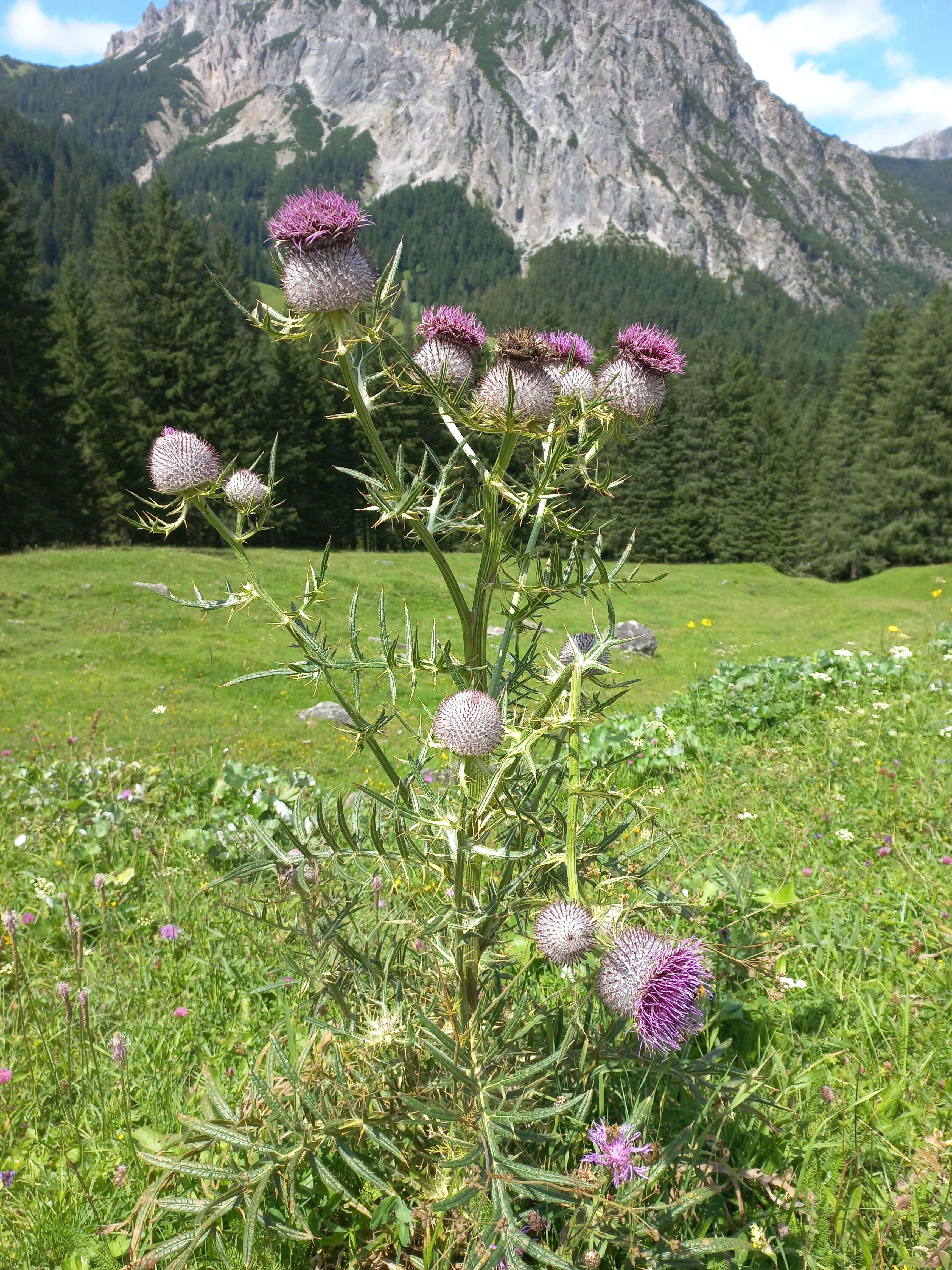 Image of woolly thistle