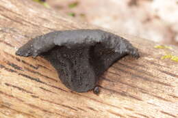 Image of Black Witches' Butter