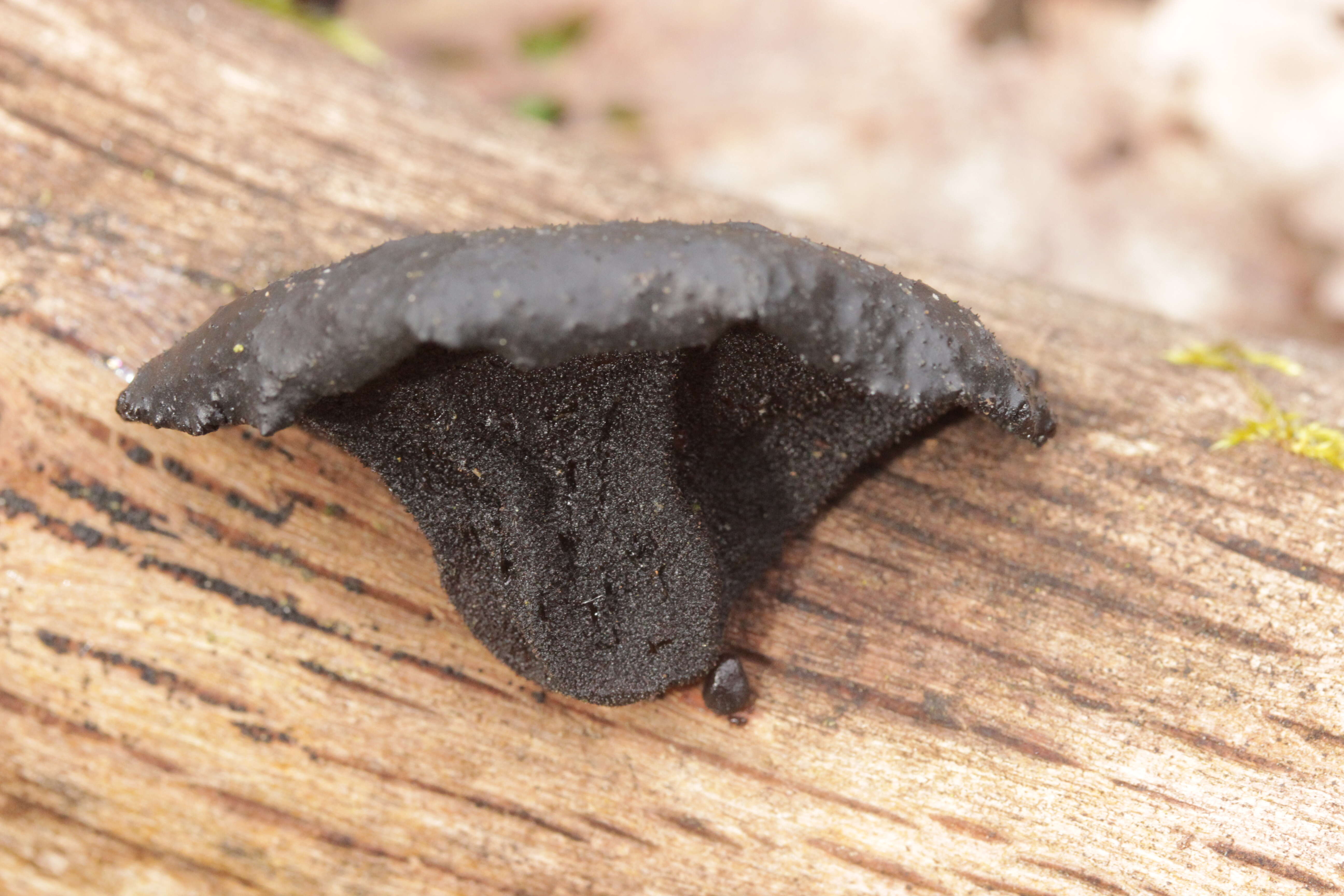 Image of Black Witches' Butter