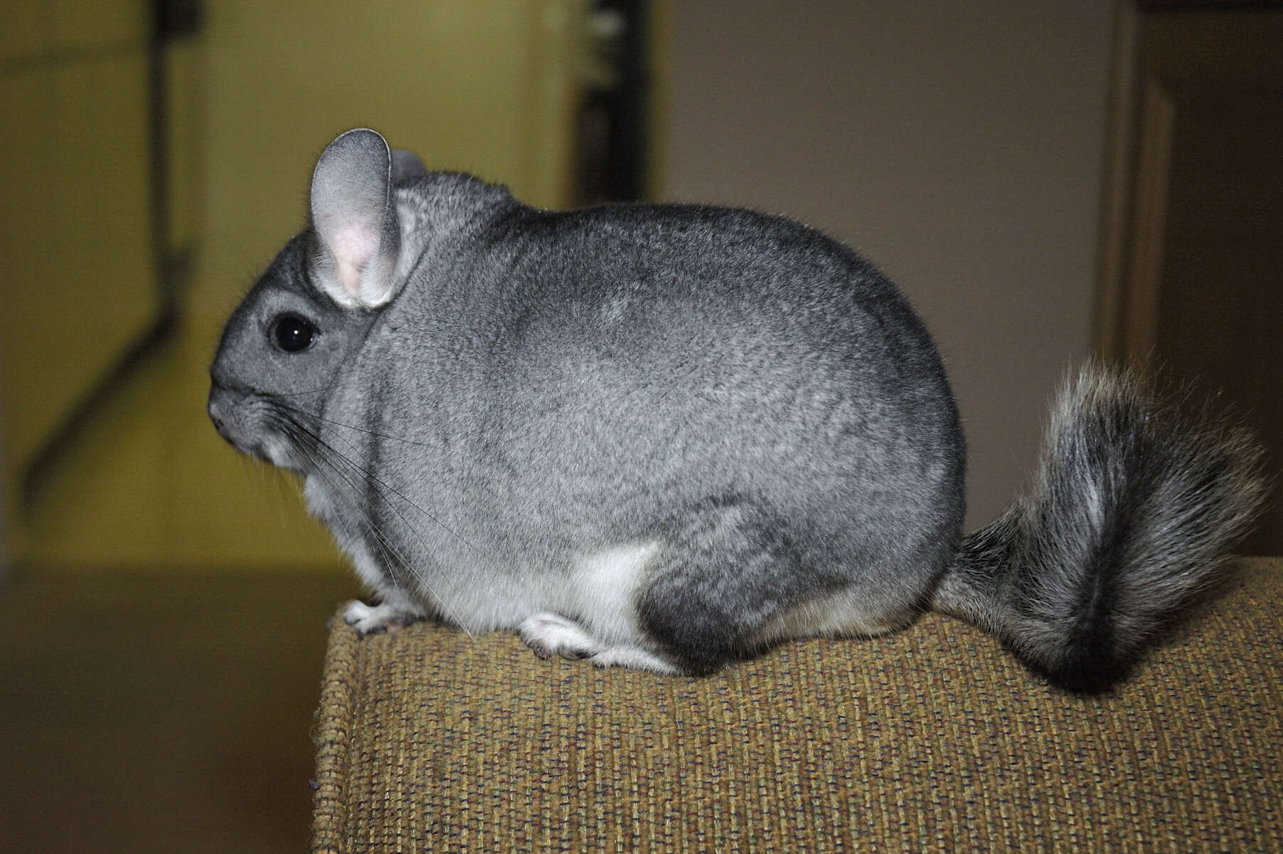 Image of Long-tailed Chinchilla