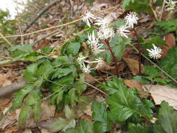 Image de Coptis japonica (Thunb.) Makino