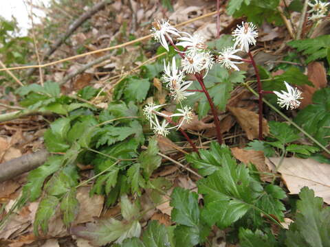 Image of Coptis japonica (Thunb.) Makino