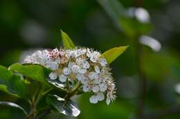 Plancia ëd Aronia melanocarpa (Michx.) Elliott