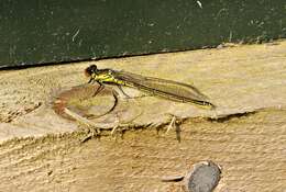 Image of red-eyed damselfly