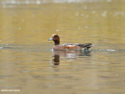 Image of Eurasian Wigeon