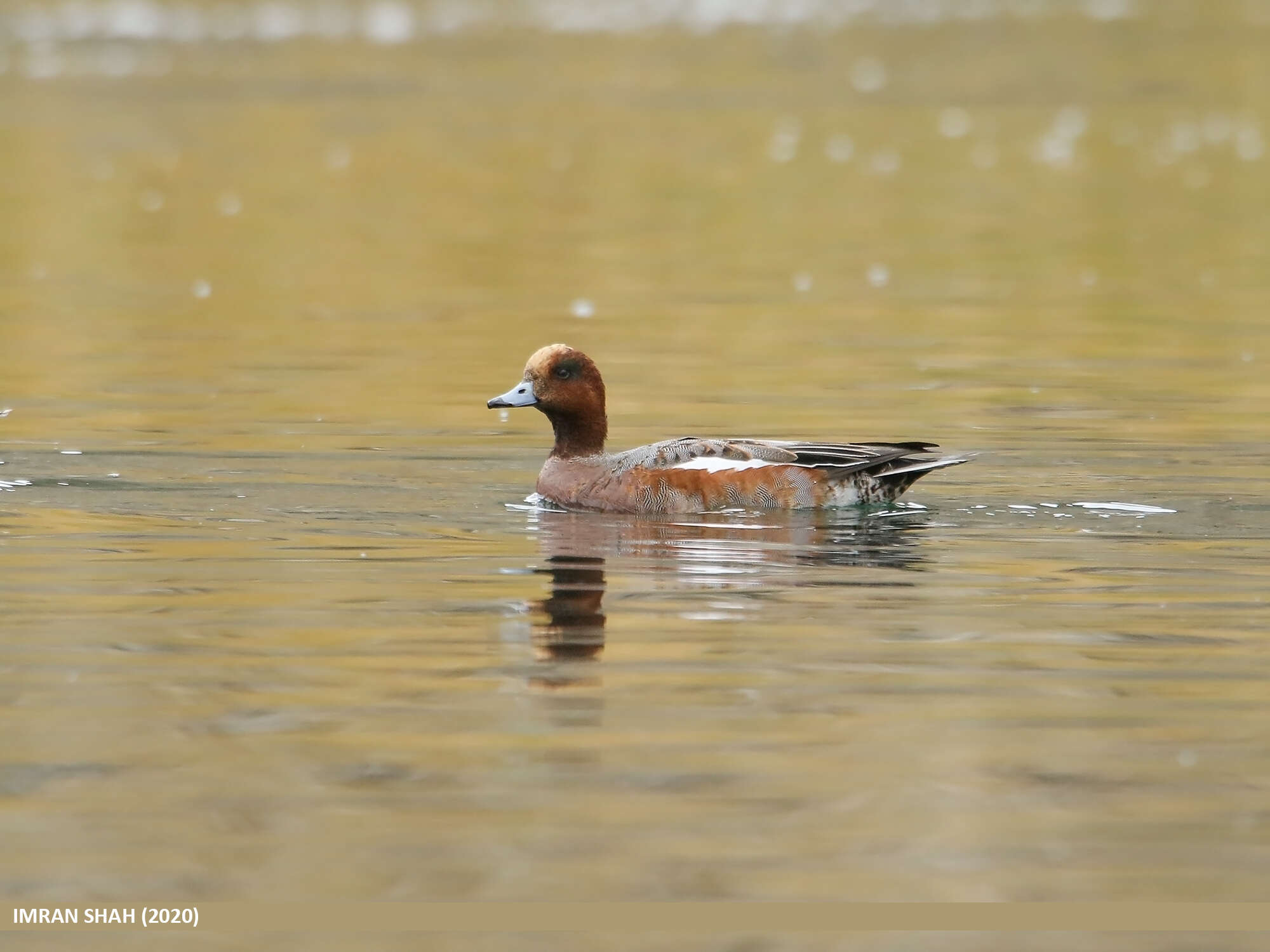 Image of Eurasian Wigeon