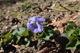 Image of common dog-violet