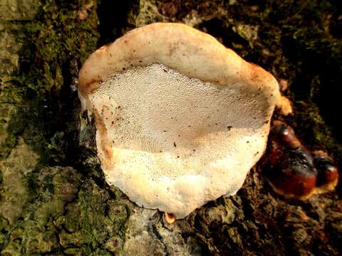 Image of Red-banded bracket