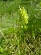 صورة Tofieldia calyculata (L.) Wahlenb.