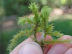 Image of Electrified Cat's Tail Moss