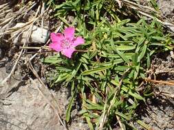 Image of Glacier Pink