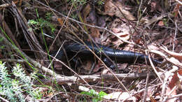 Image of Land Mullet