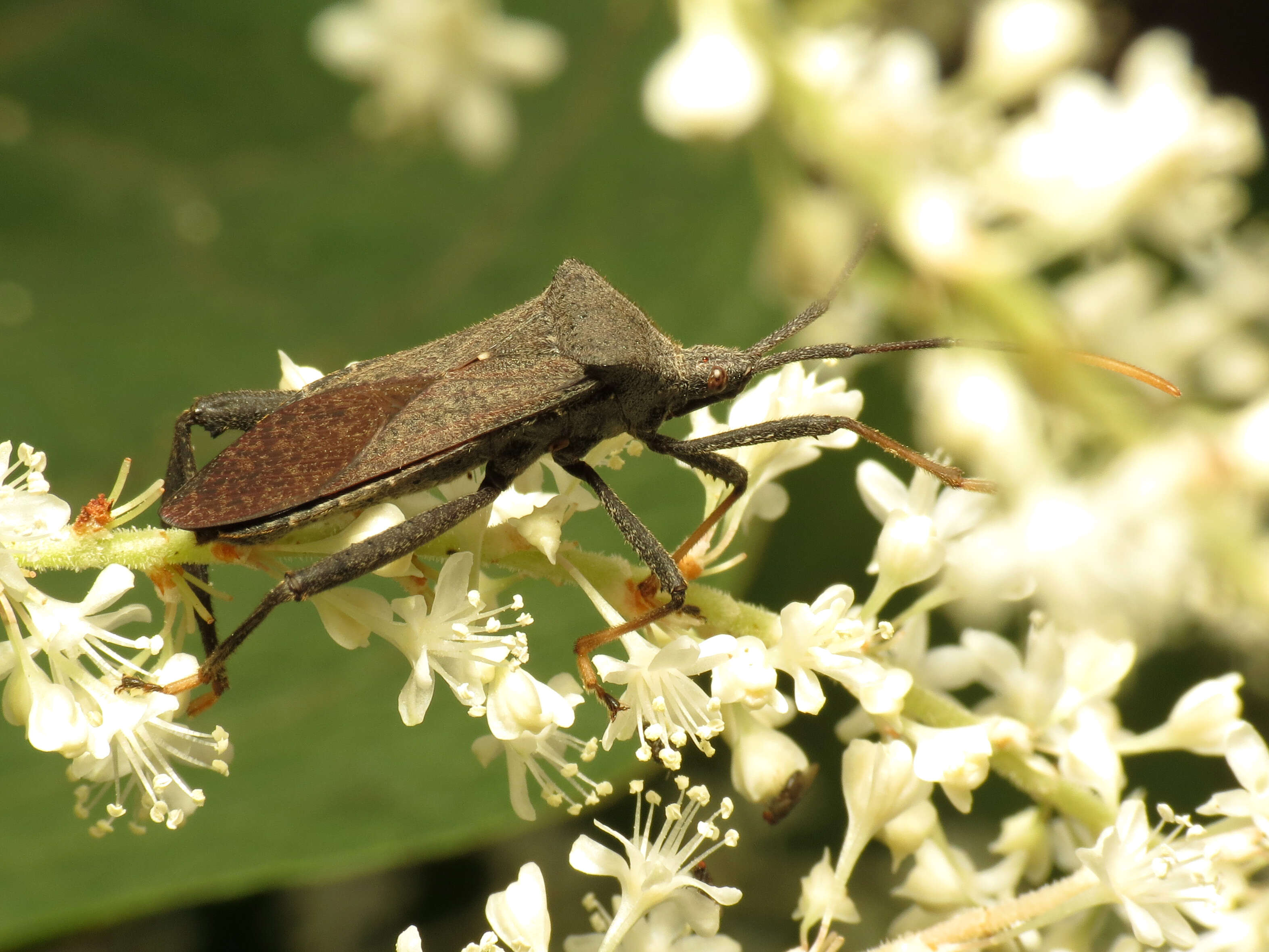 Image of Acanthocephala