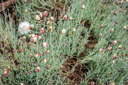 Image of carthusian pink