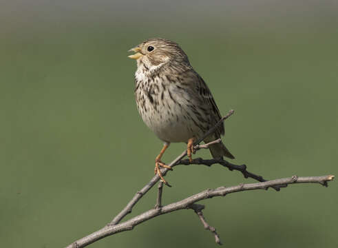 Image of Corn Bunting