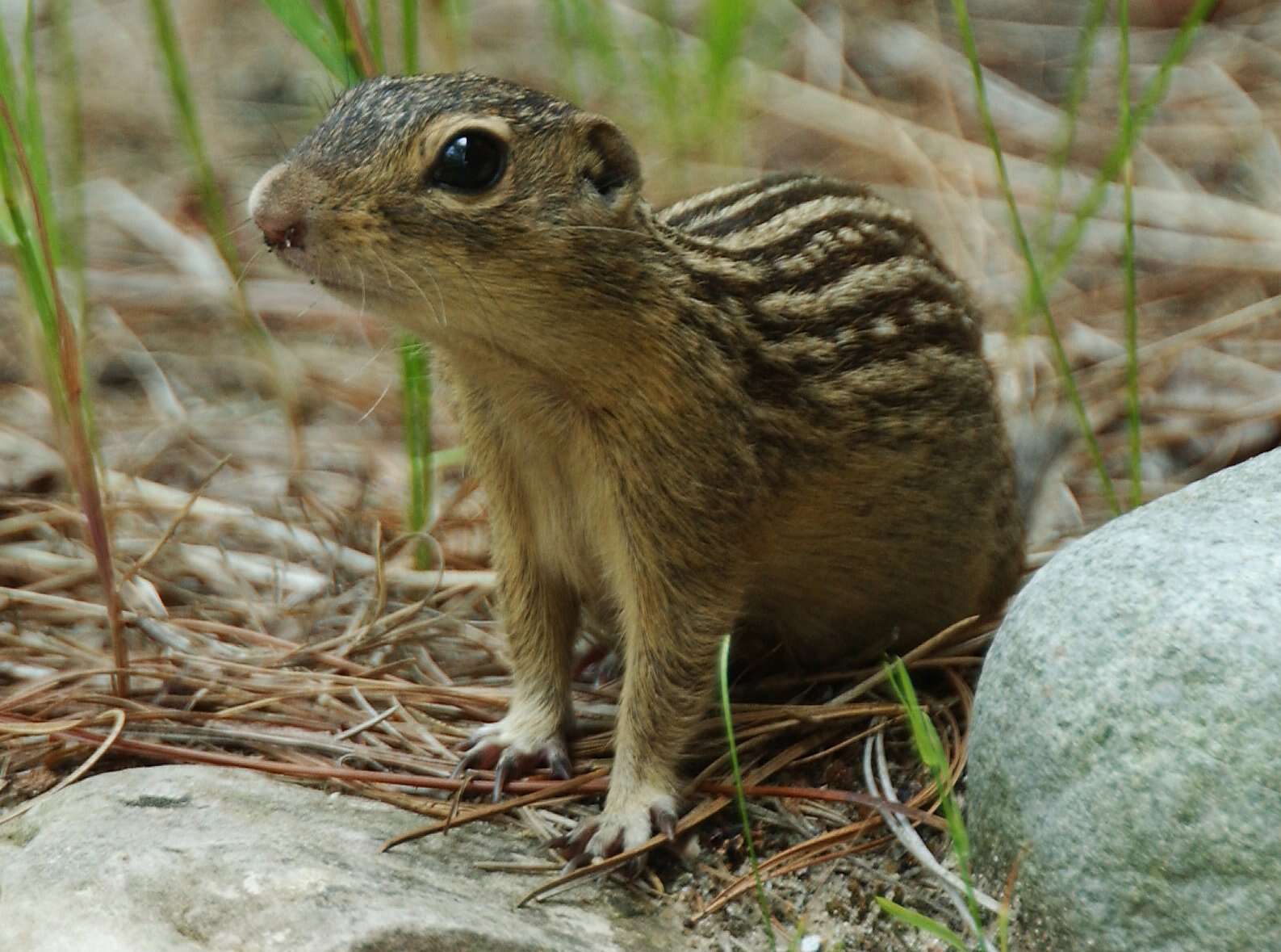 Image of thirteen-lined ground squirrel