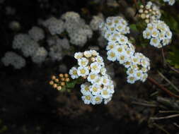 Image of Asian meadowsweet