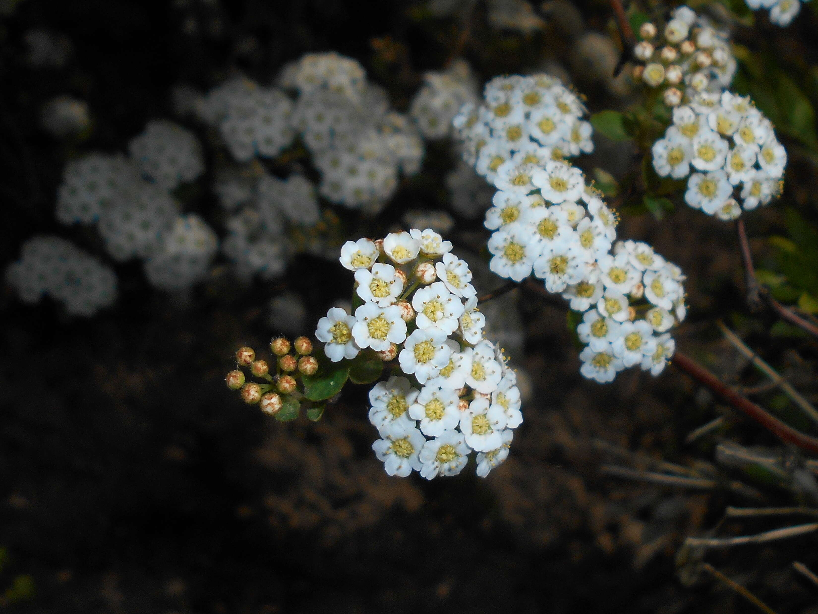 Image of Asian meadowsweet