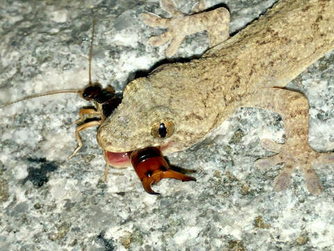 Image of Schlegel's Japanese Gecko