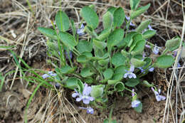 Image of Early Blue (Hook) Violet