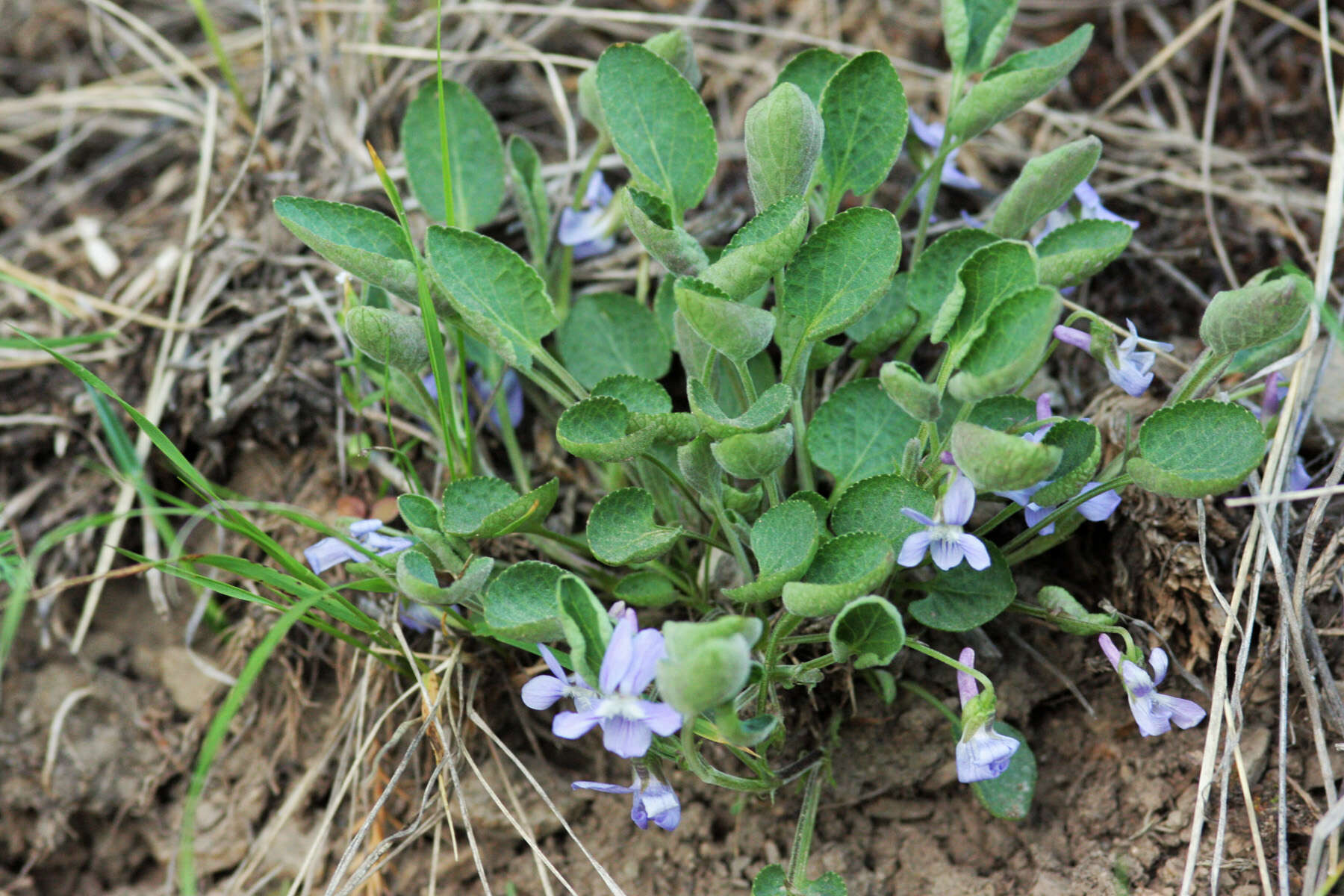 Image of Early Blue (Hook) Violet