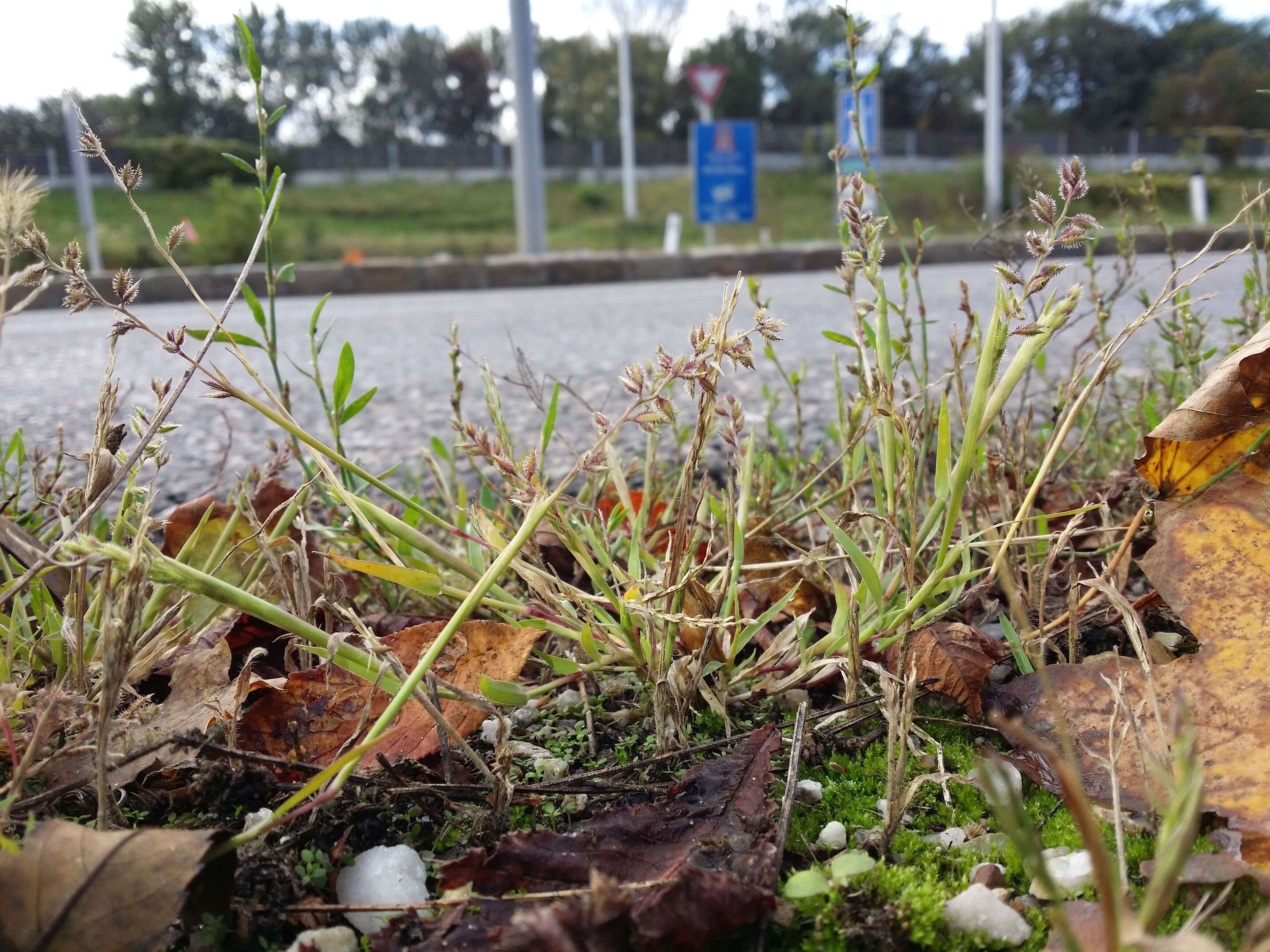 Image of stalked bur grass