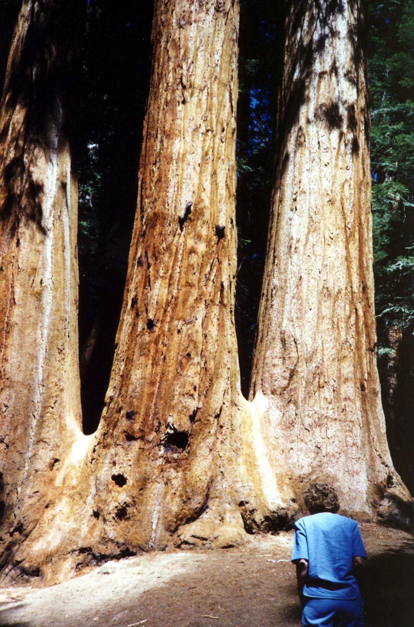 Image of giant sequoia