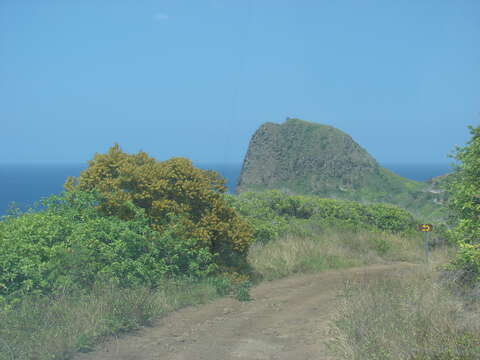 Image of small Philippine acacia