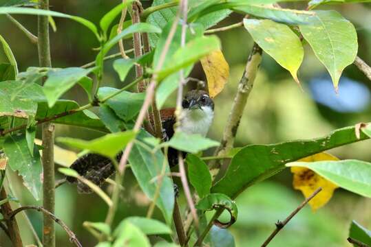 Image of Black-bellied Wren