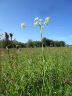 Image of burnet saxifrage