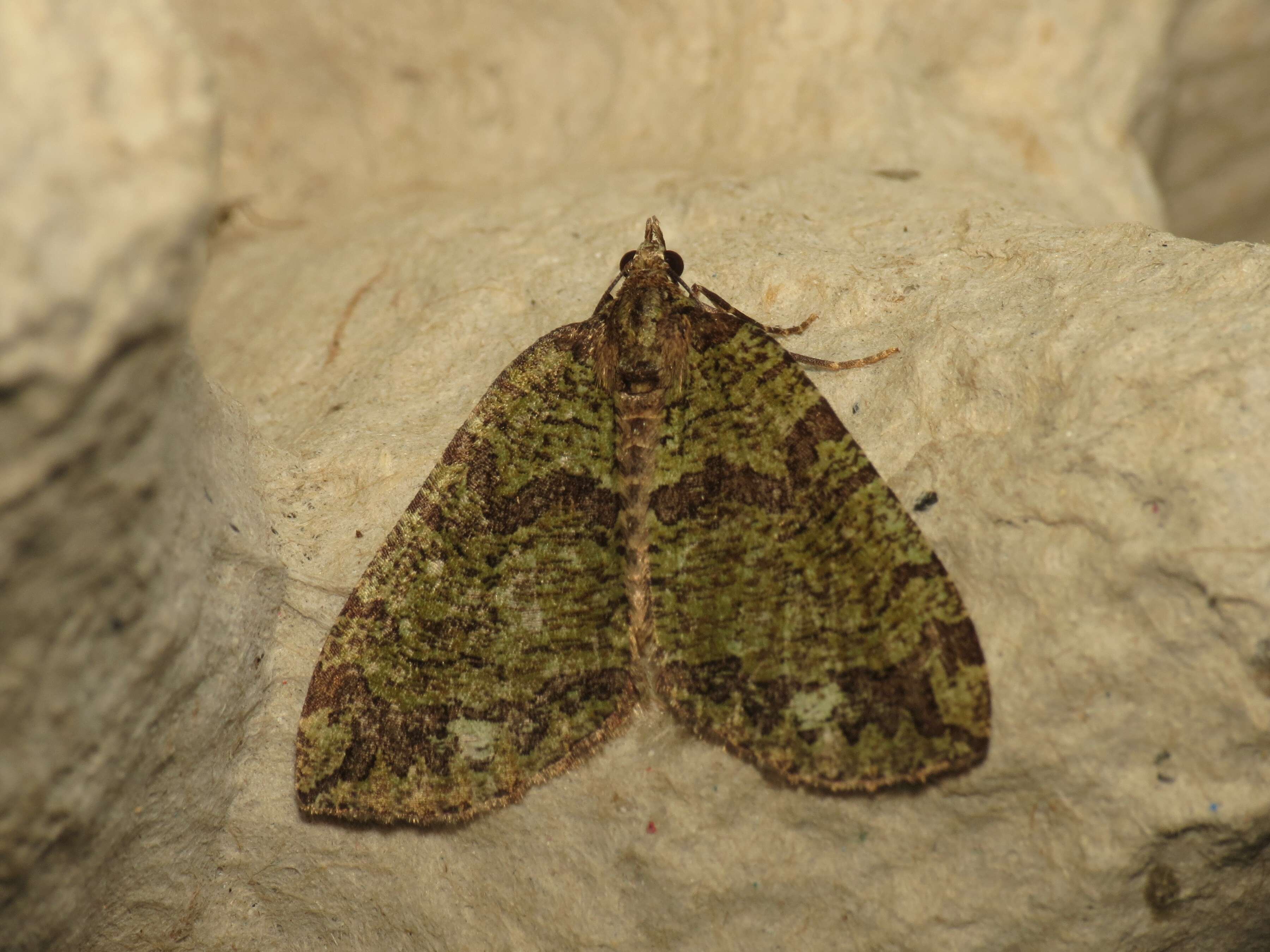 Image of Hydriomena furculoides Barnes & McDunnough 1917