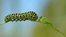 Image of Old World Swallowtail