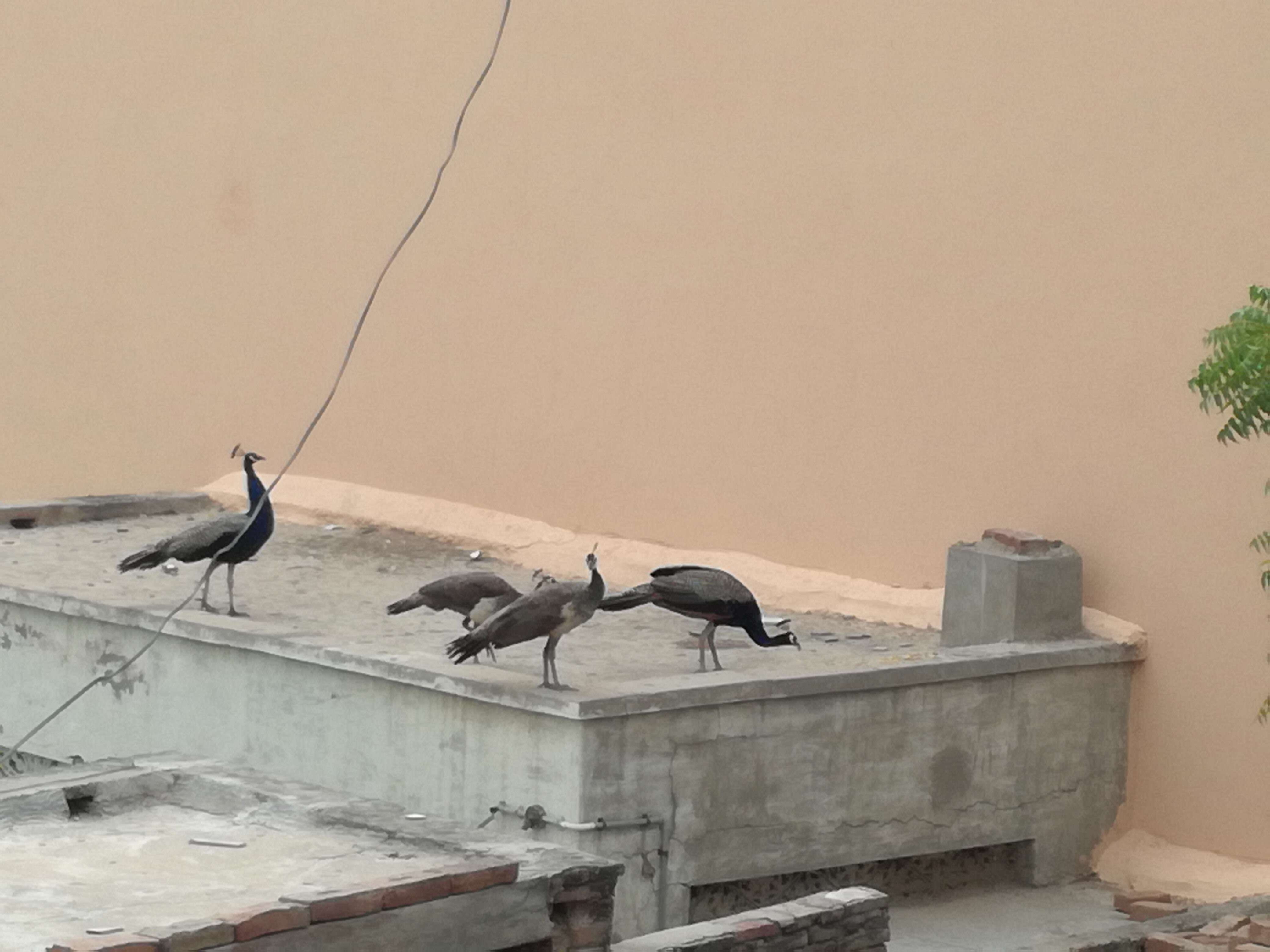 Image of Asiatic peafowl