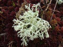 Image de Cladonia arbuscula (Wallr.) Flot.