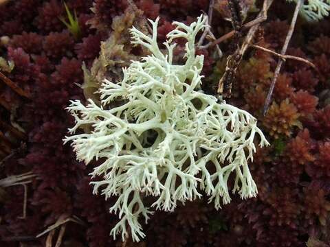 Image de Cladonia arbuscula (Wallr.) Flot.