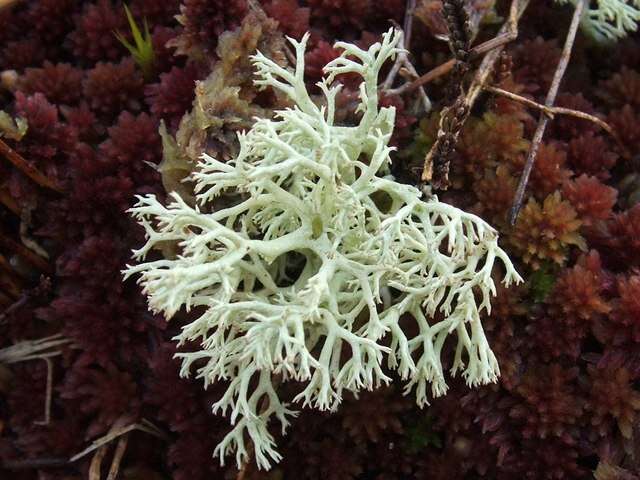 Image de Cladonia arbuscula (Wallr.) Flot.