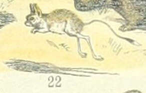 Image of Greater Egyptian Jerboa