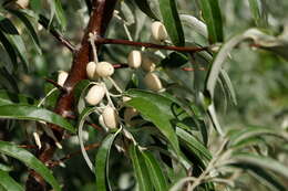 Image of Russian olive