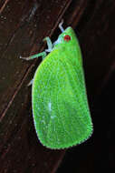 Image of Green Coneheaded Planthopper