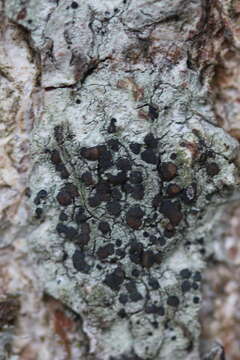 Image of lecidella lichen