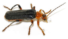 Image of Cantharis livida