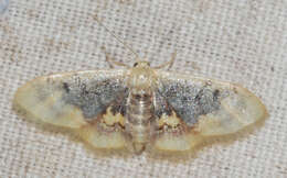 Image of Diminutive Wave Moth