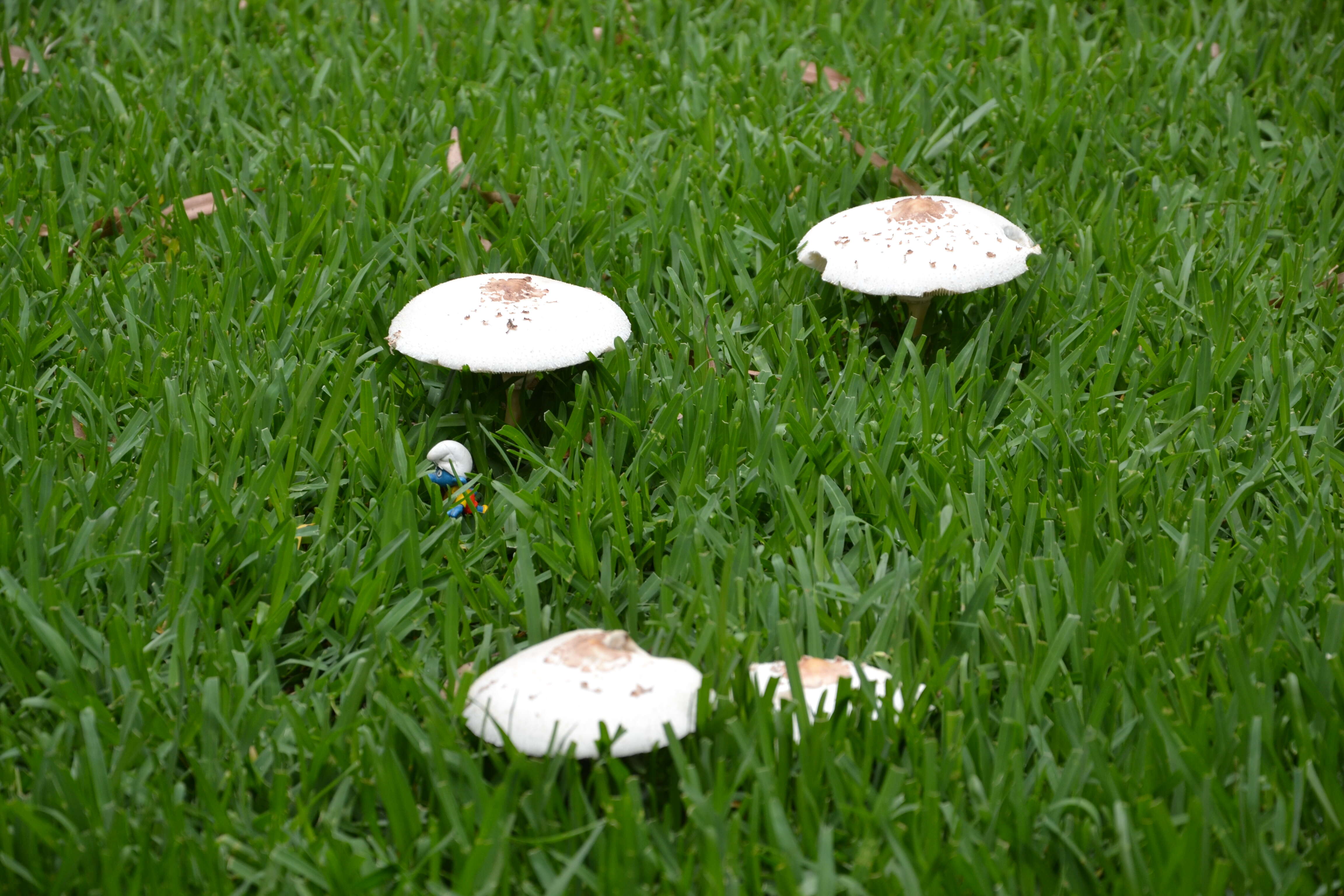 Image of Macrolepiota excoriata (Schaeff.) Wasser 1978