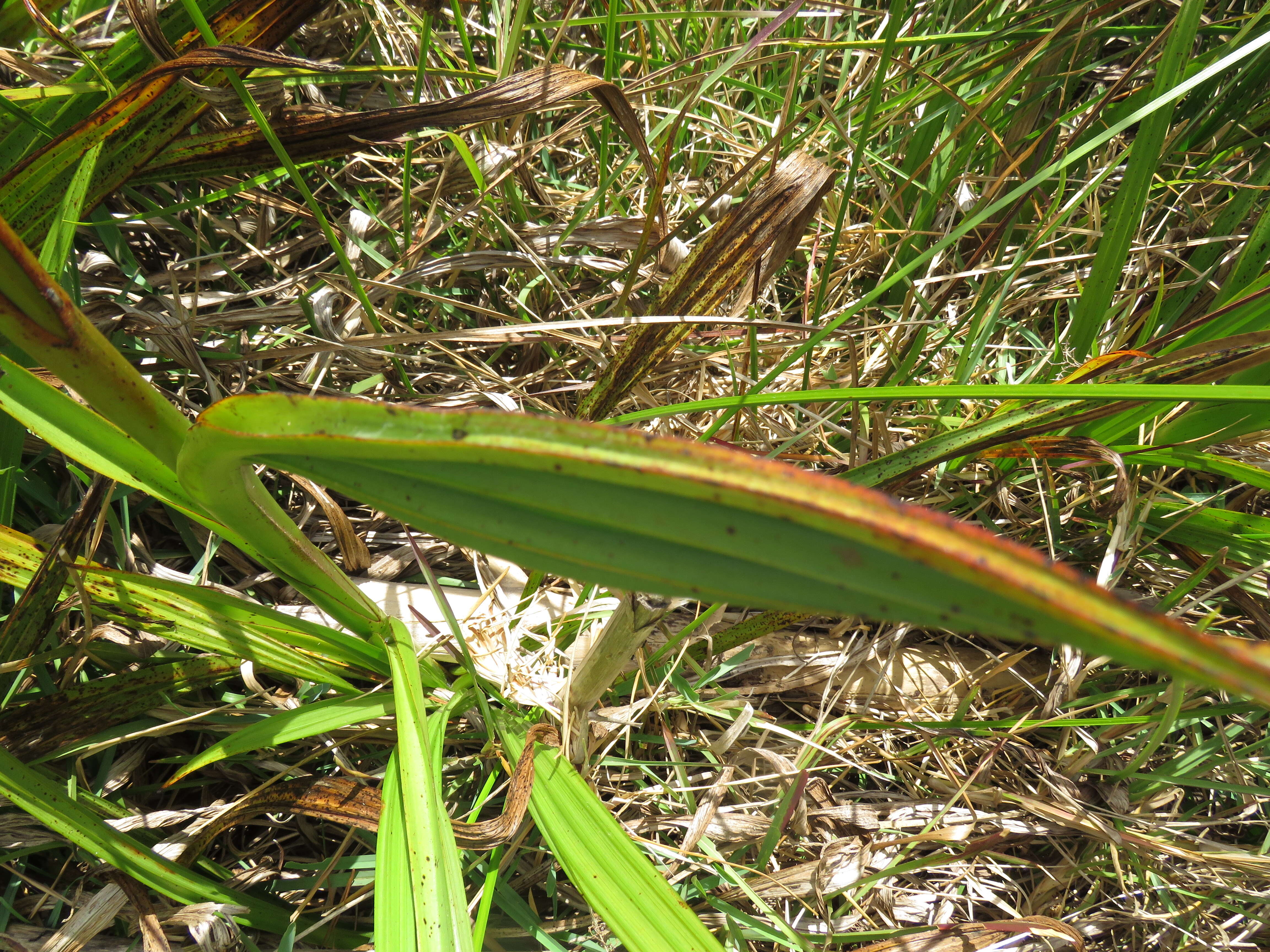 Image of Wachendorfia thyrsiflora Burm.