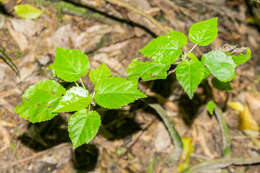 Image of wineberry